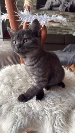 Reinrassige BKH Kitten suchen liebevolles Zuhause