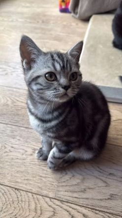 Reinrassige BKH Kitten suchen liebevolles Zuhause