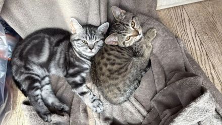 Reinrassige BKH Kitten suchen liebevolles Zuhause