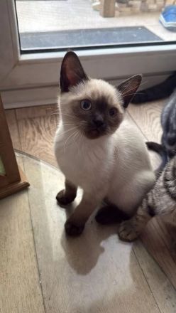 Reinrassige BKH Kitten suchen liebevolles Zuhause