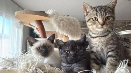 Reinrassige BKH Kitten suchen liebevolles Zuhause