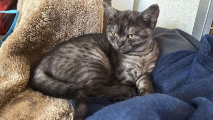 Reinrassige BKH Kitten suchen liebevolles Zuhause