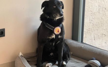 Zuhause gesucht für Nistru