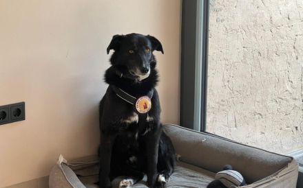 Zuhause gesucht für Nistru