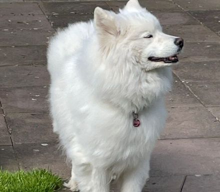 Über Samo ein Traumhund