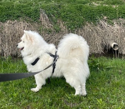 Über Samo ein Traumhund