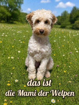 Cockapoo Welpen suchen ein schönen Zuhause