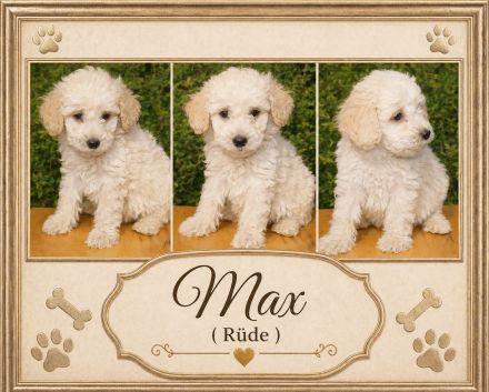 Cockapoo Welpen suchen ein schönen Zuhause