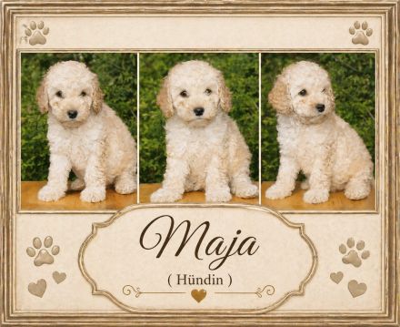 Cockapoo Welpen suchen ein schönen Zuhause