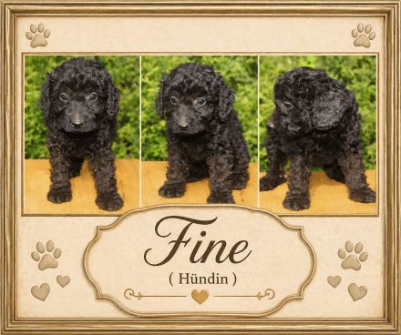 Cockapoo Welpen suchen ein schönen Zuhause