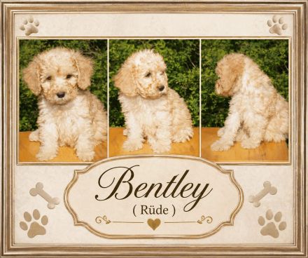 Cockapoo Welpen suchen ein schönen Zuhause