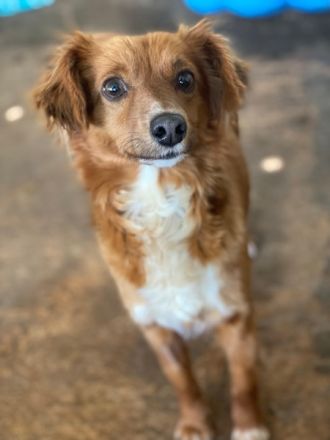 Konrada, geb. ca. 04/2025, lebt in GRIECHENLAND, auf einer privaten Pflegestelle