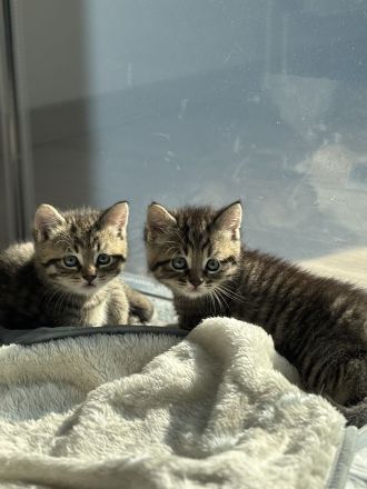 Unsere süßen Tabby-Kitten suchen liebevolles Zuhause