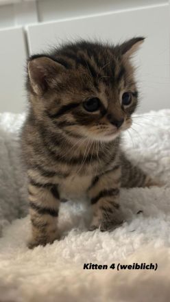 Unsere süßen Tabby-Kitten suchen liebevolles Zuhause