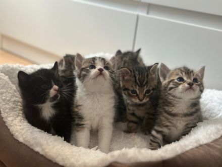 Unsere süßen Tabby-Kitten suchen liebevolles Zuhause