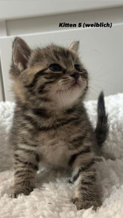Unsere süßen Tabby-Kitten suchen liebevolles Zuhause