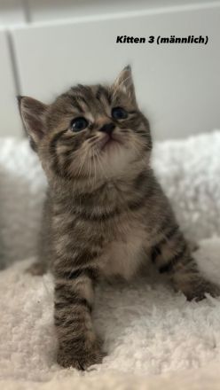 Unsere süßen Tabby-Kitten suchen liebevolles Zuhause