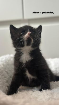 Unsere süßen Tabby-Kitten suchen liebevolles Zuhause