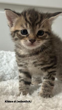 Unsere süßen Tabby-Kitten suchen liebevolles Zuhause