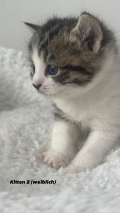Unsere süßen Tabby-Kitten suchen liebevolles Zuhause