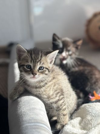 Unsere süßen Tabby-Kitten suchen liebevolles Zuhause
