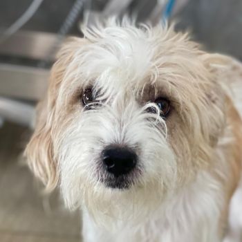 Eko, geb. ca. 11/2021, lebt auf einer Pflegestelle in 53940 Hellenthal