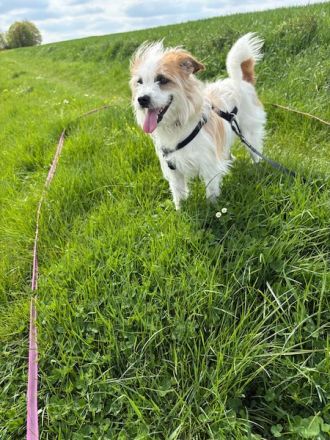 Eko, geb. ca. 11/2021, lebt auf einer Pflegestelle in 53940 Hellenthal