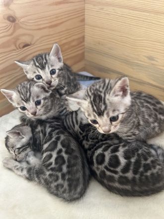 Bengalkatzen Silver und Black Silver
