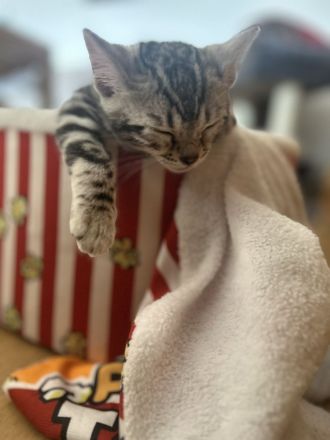 Bengalkatzen Silver und Black Silver