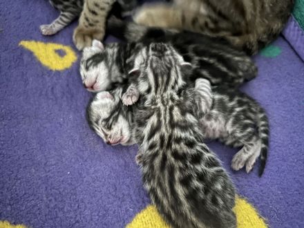 Bengalkatzen Silver und Black Silver