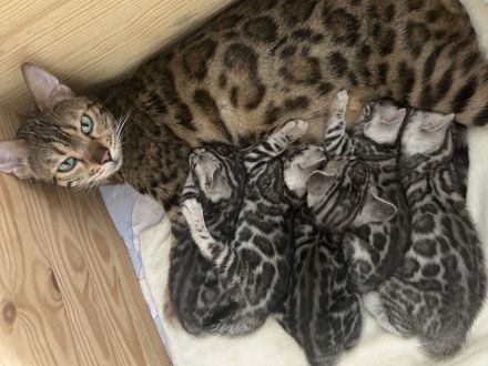 Bengalkatzen Silver und Black Silver