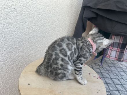 Bengalkatzen Silver und Black Silver
