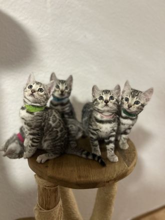 Bengalkatzen Silver und Black Silver