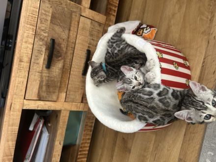 Bengalkatzen Silver und Black Silver