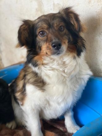 Laika, geb. ca. 11/2024, lebt auf einer Pflegestelle in 41462 Neuss