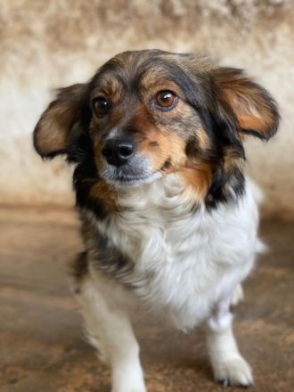 Laika, geb. ca. 11/2024, lebt auf einer Pflegestelle in 41462 Neuss