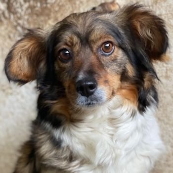 Laika, geb. ca. 11/2024, lebt in GRIECHENLAND, auf einer privaten Pflegestelle