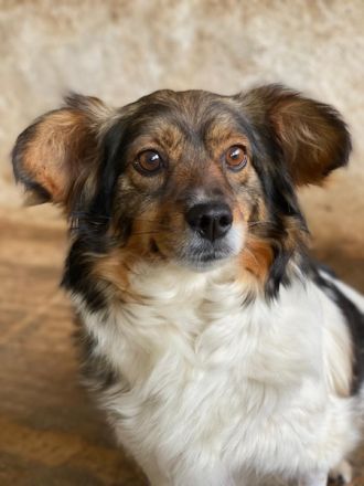 Laika, geb. ca. 11/2024, lebt in GRIECHENLAND, auf einer privaten Pflegestelle