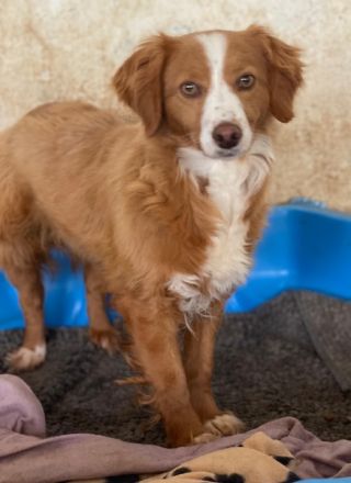 Sukia, geb. ca. 04/2023, lebt in GRIECHENLAND, auf einer privaten Pflegestelle