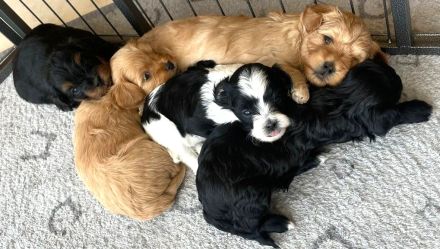 Kleine Maltipoo-Welpen suchen ihr Herzenszuhause 🐾💛