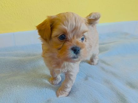 Kleine Maltipoo-Welpen suchen ihr Herzenszuhause 🐾💛