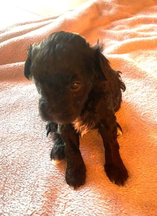 Kleine Maltipoo-Welpen suchen ihr Herzenszuhause 🐾💛