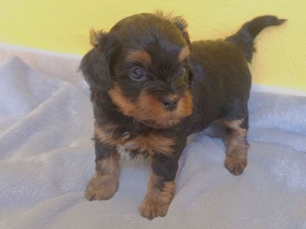 Kleine Maltipoo-Welpen suchen ihr Herzenszuhause 🐾💛