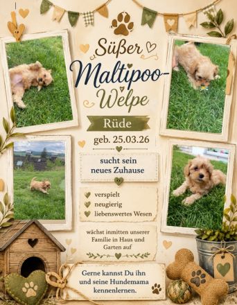 Maltipoo-Welpe Rüde aus liebevoller Familienaufzucht suchen ihr Zuhause