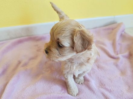 Kleine Maltipoo-Welpen suchen ihr Herzenszuhause 🐾💛