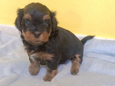 Kleine Maltipoo-Welpen suchen ihr Herzenszuhause 🐾💛