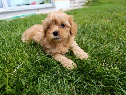 Maltipoo-Welpe Rüde aus liebevoller Familienaufzucht suchen ihr Zuhause