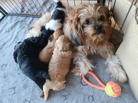Maltipoo-Welpe Rüde aus liebevoller Familienaufzucht suchen ihr Zuhause