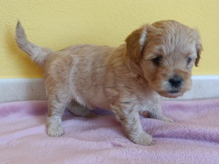 Kleine Maltipoo-Welpen suchen ihr Herzenszuhause 🐾💛