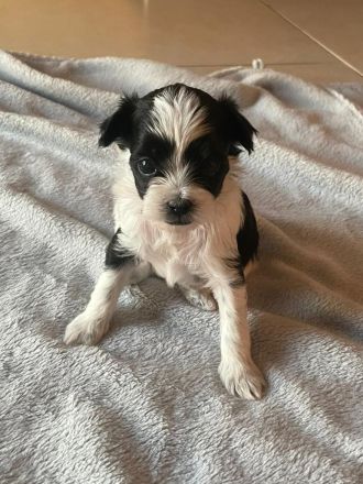 Kleine Maltipoo-Welpen suchen ihr Herzenszuhause 🐾💛